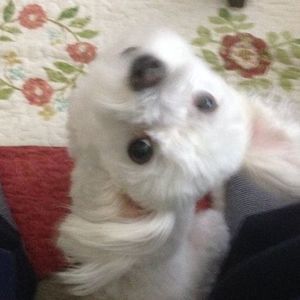 Meet your Posher, Tae